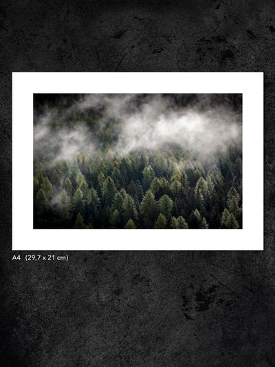 Fotokonst från PWMFoto visar foto från Dolomiterna med titeln ”Green Wood II” / Photo Art by PWMFoto showing a photo from Dolomites called ”Green Wood II”