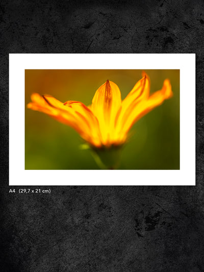 Fotokonst från PWMFoto visar foto av en gul blomma med titeln ”Fire Flower” / Photo Art by PWMFoto shows photo of a yellow flower called "Fire Flower"