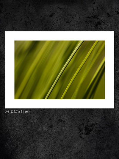 Fotokonst från PWMFoto visar foto med titeln ”Grass” / Photo Art by PWMFoto called ”Grass”