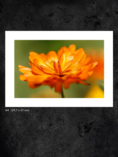 Fotokonst från PWMFoto visar foto på en blomma med titeln ”Very orange” / Photo Art by PWMFoto of a flower called ”Very orange”