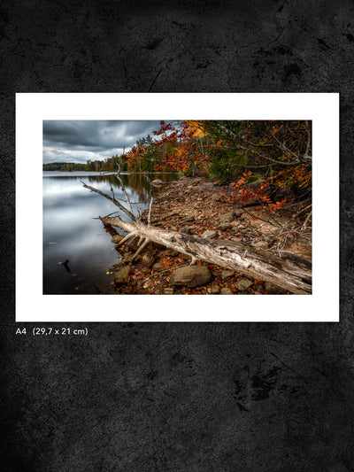 Fotokonst från PWMFoto visar foto vid en sjö med titeln ”Sleeping log” / Photo Art by PWMFoto by the lake with the title ”Sleeping log”