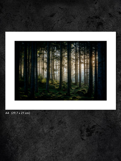 Fotokonst från PWMFoto visar foto i en skog med titeln ”Wake up!” / Photo Art by PWMFoto in the woods with the title ”Wake up!”