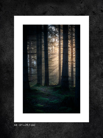 Fotokonst från PWMFoto visar foto av skogen med titeln ”Awakening” / Photo Art by PWMFoto in the woods with the title ”Awakening”