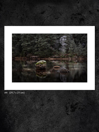 Fotokonst från PWMFoto visar foto av skog och sjö med titeln ”White tree” / Photo Art by PWMFoto in the woods by the lake with the title ”White tree”