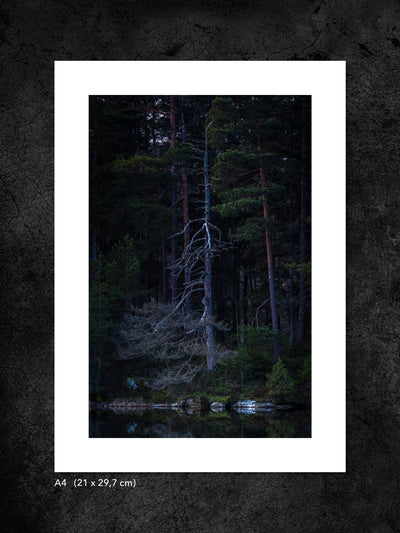 Fotokonst från PWMFoto visar foto av ett dött träd vid sjön med titeln ”Dead tree” / Photo Art by PWMFoto of a dead tree by the lake with the title ”Dead tree”